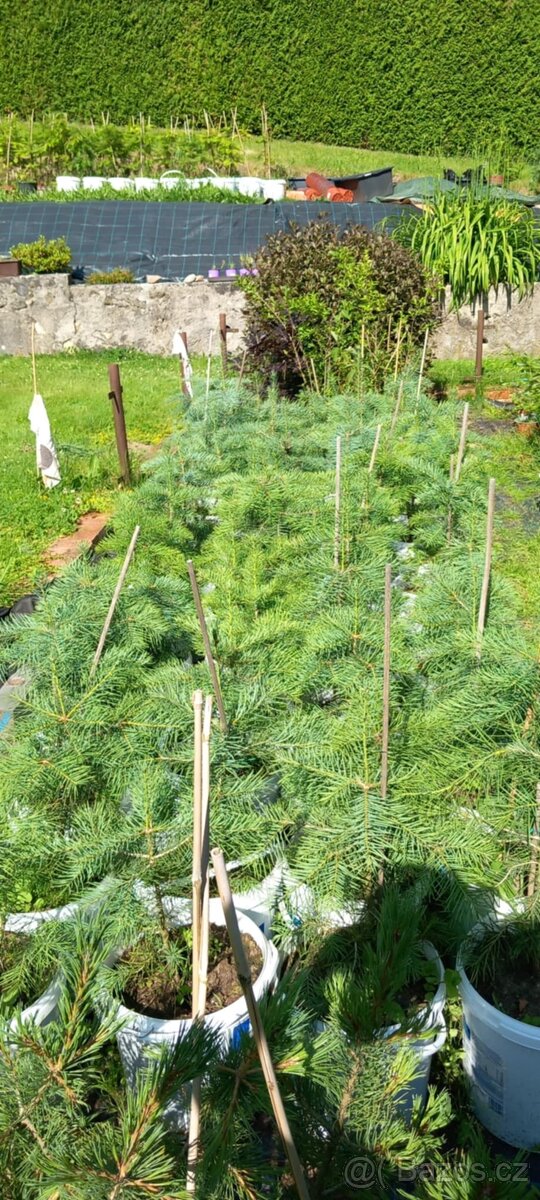 Prodej stromků - 4