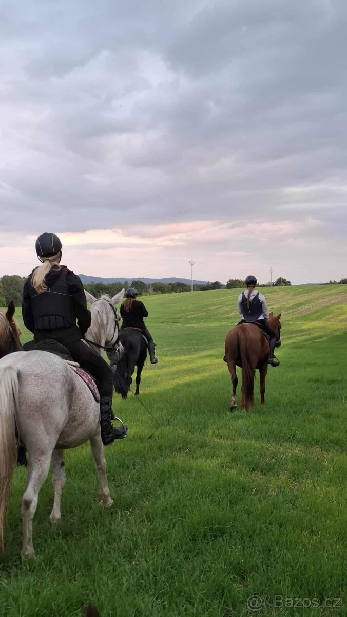 Klisna ČT, 5 let s předpokladem do sportu - 4