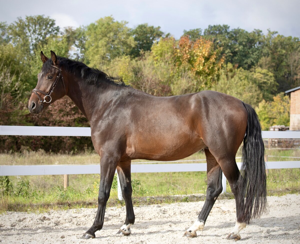 PRODÁME VÍCE MLADÝCH KONÍ - 4