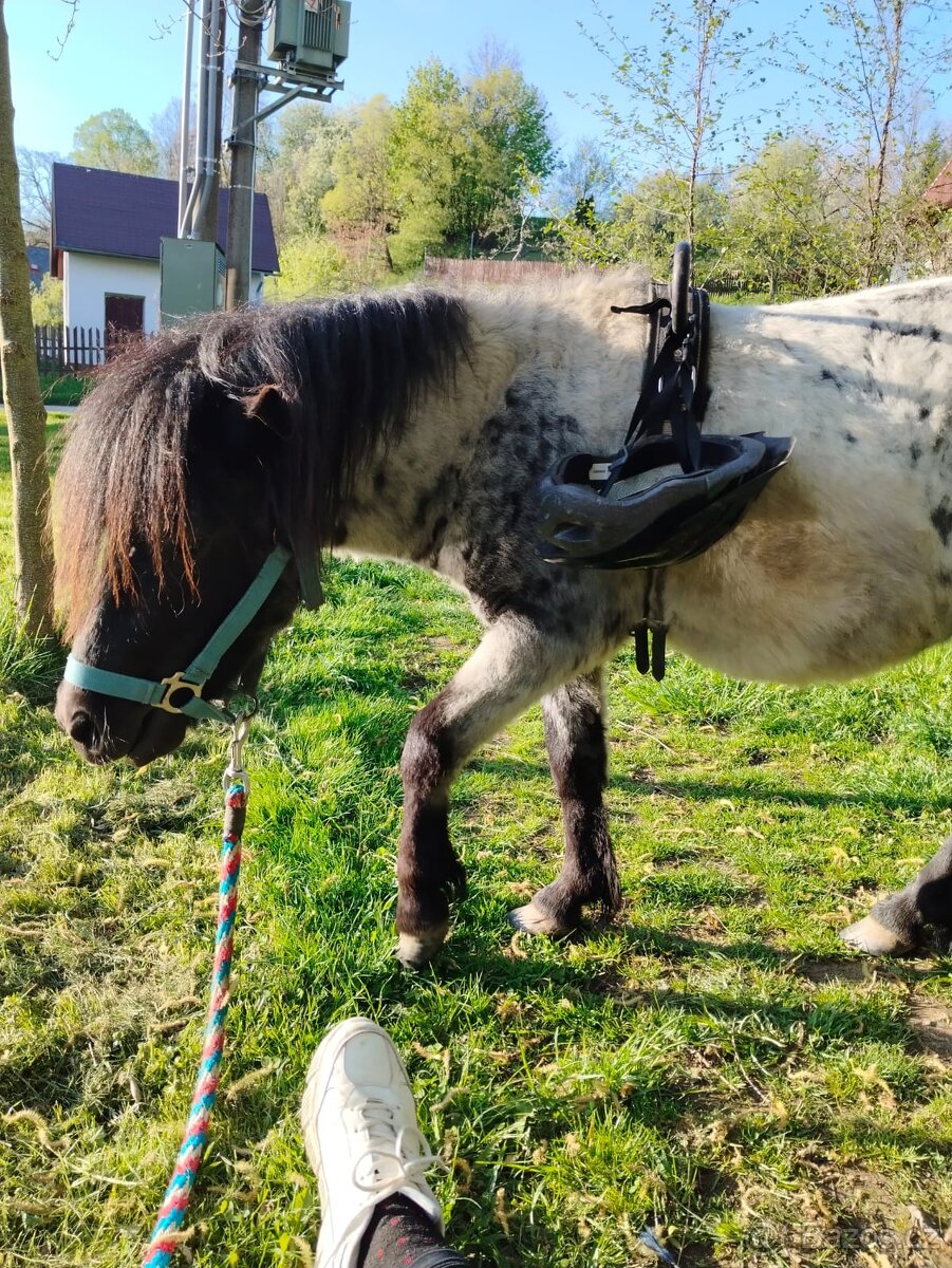Prodám Shetlandskeho poníka s pp - 4