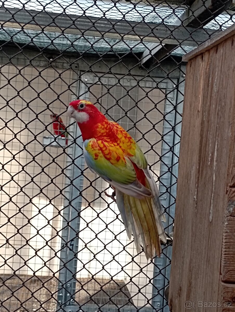 Rosela pestrá černá, modrá zlatá - 4