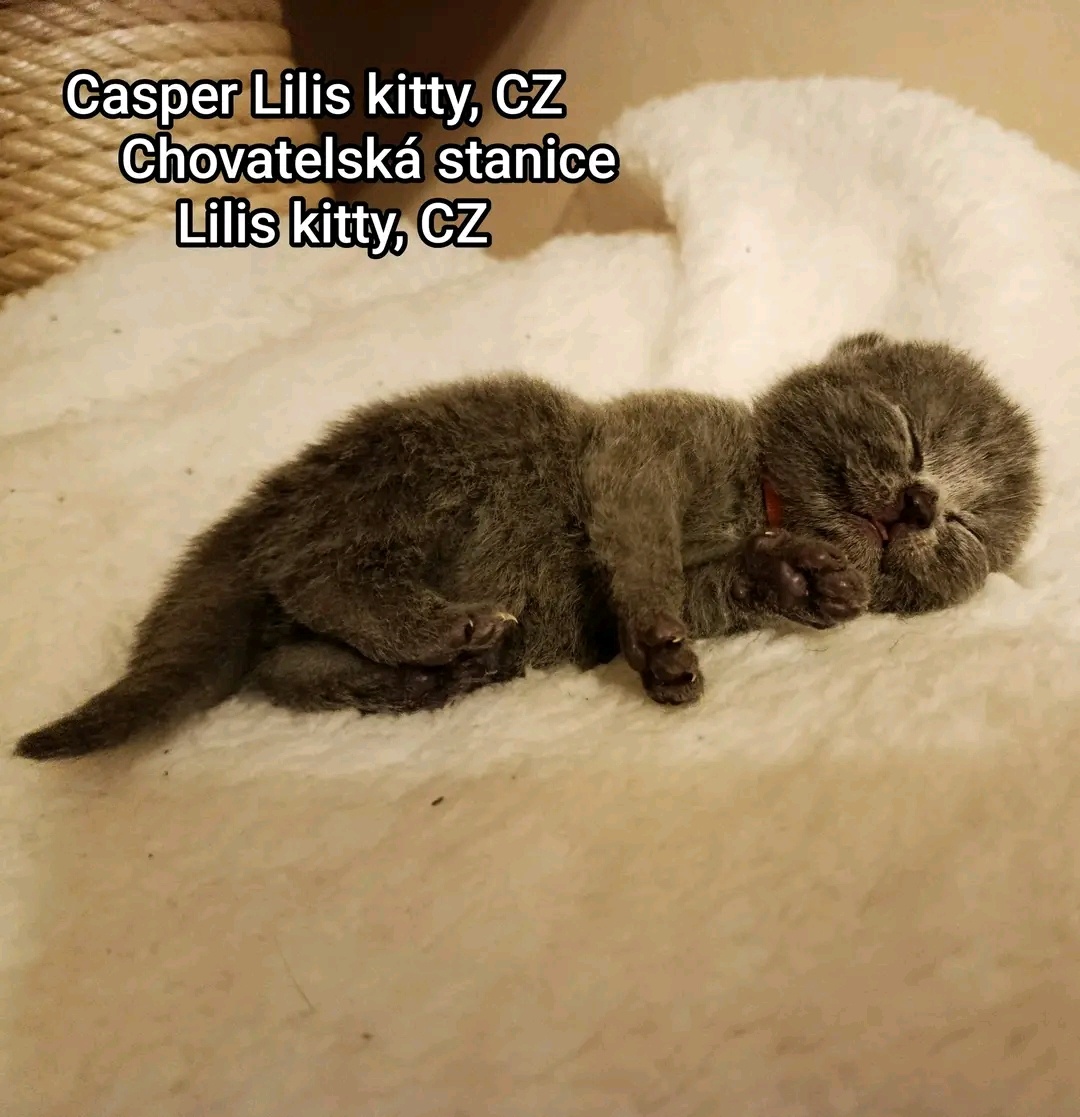 Britska modrá krátkosrstá koťátka - 4