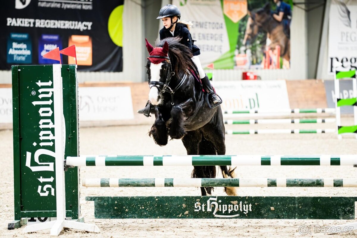 Skvělý PONY B (irský cob do sportu) PRODEJ, výkonnost SP - 4