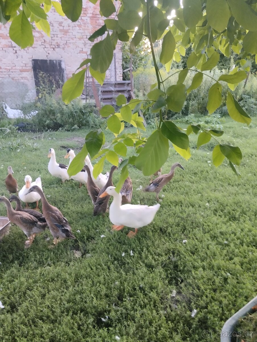 Kachny, kachny a kachny - 4