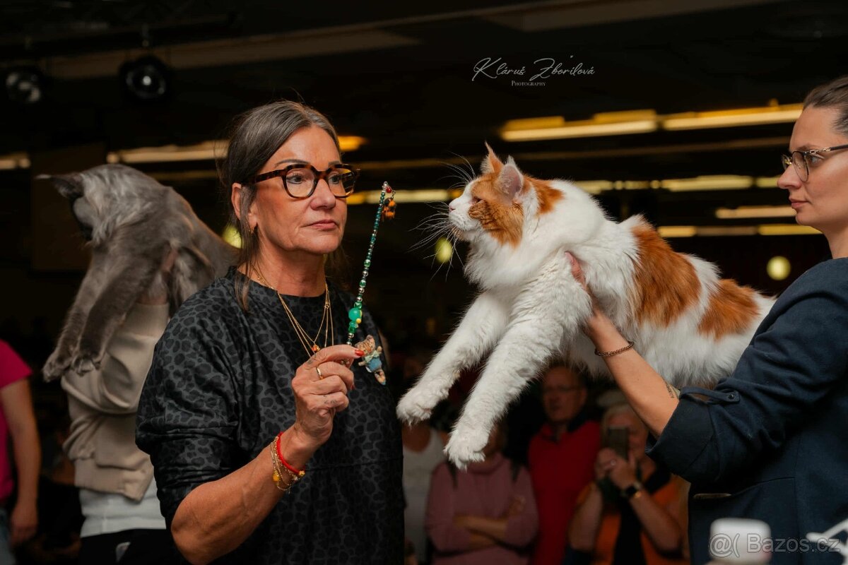 Mainská mývalí krytí - kocour s PP - 4