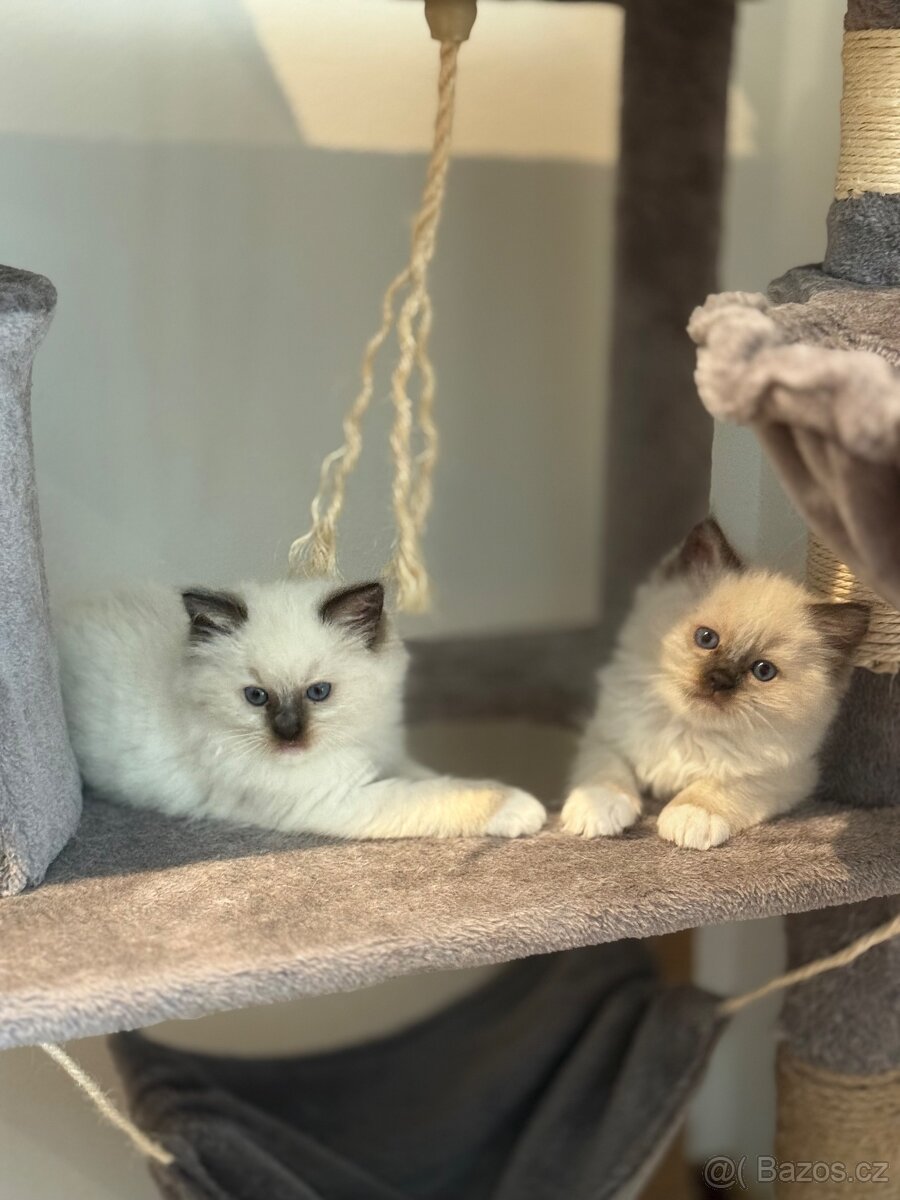 Ragdoll koťátka - 4
