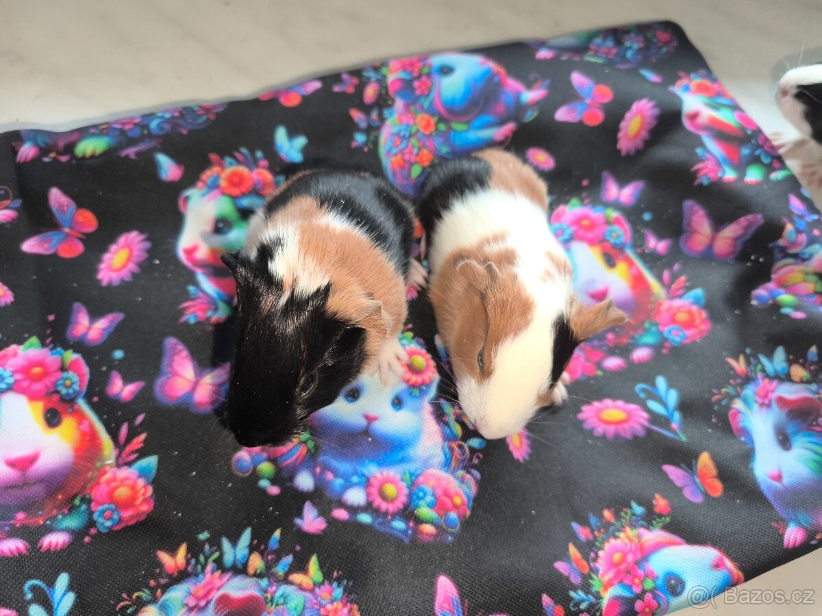 Morčeci miminka - 4