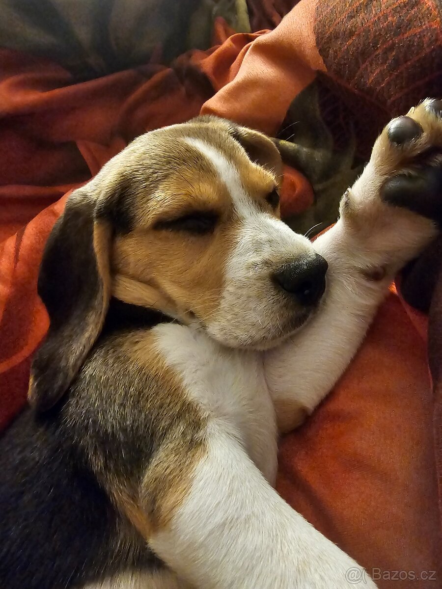Štěně Bígl - 4