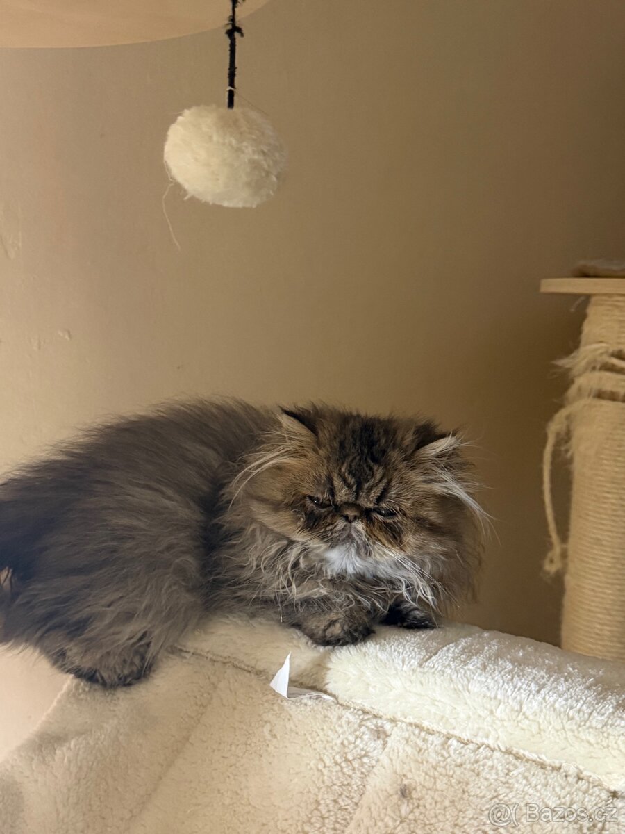 Perská koťátka - 4