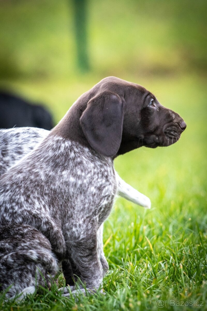 Německý krátkosrstý ohař - 4
