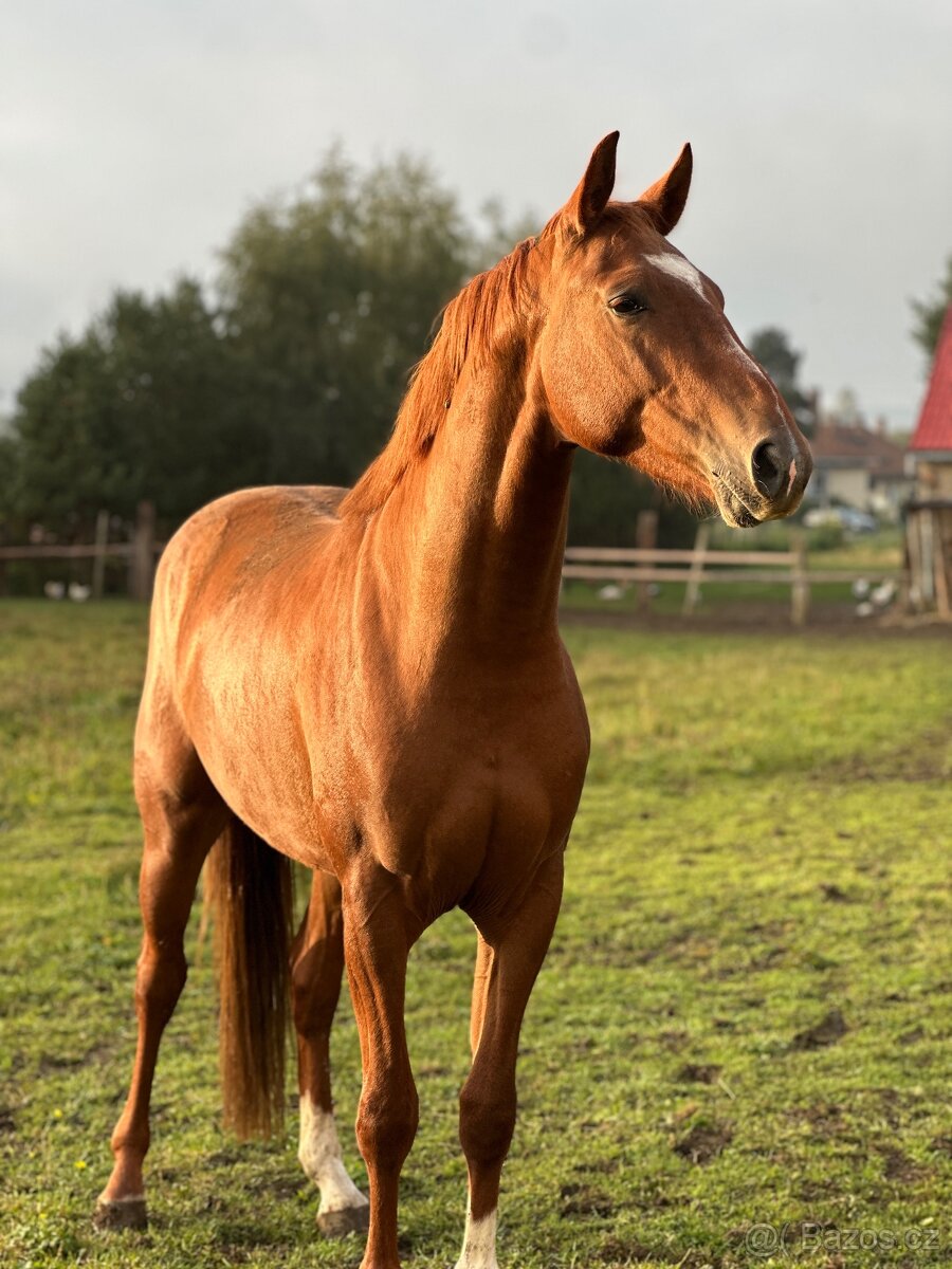 Oldenburg žrebec - 4