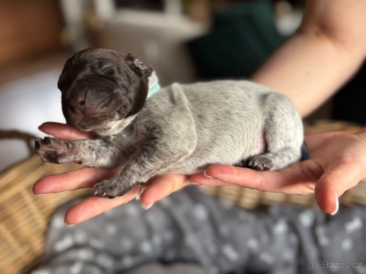 Německý ohař krátkosrstý s PP - 4