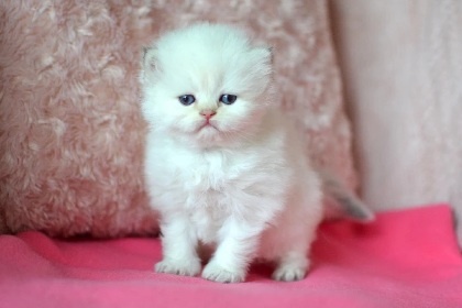 Britská colorpoint koťátka s PP k rezervaci - 4