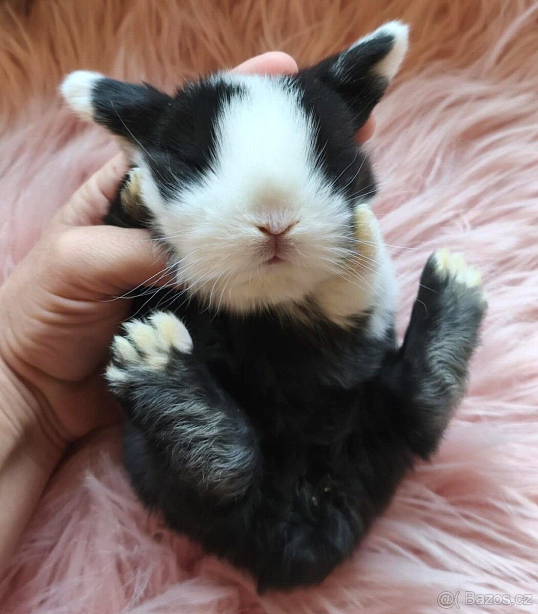 Krásní, vymazlení minilop králičci - 4