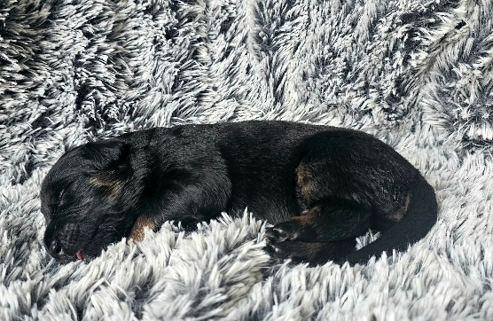 Štěňátka Hovawarta s PP - 4