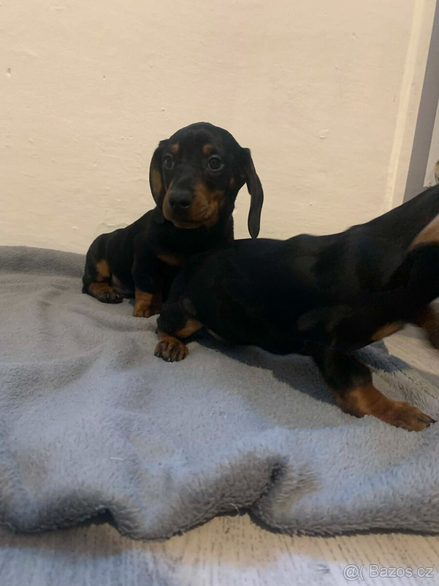 JEZEVČÍK HLADKOSRSTÝ - 4