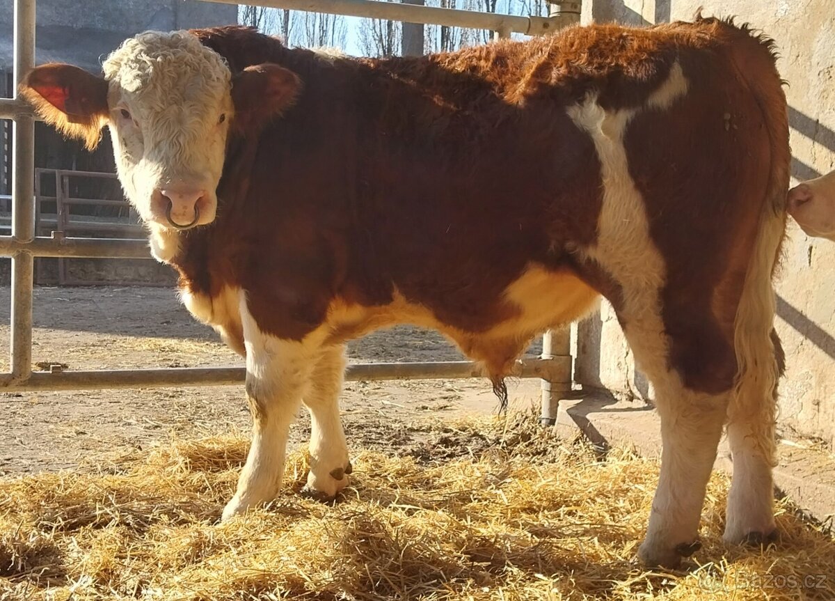 Možnost rezervace plemenných býků masný simentál - 4
