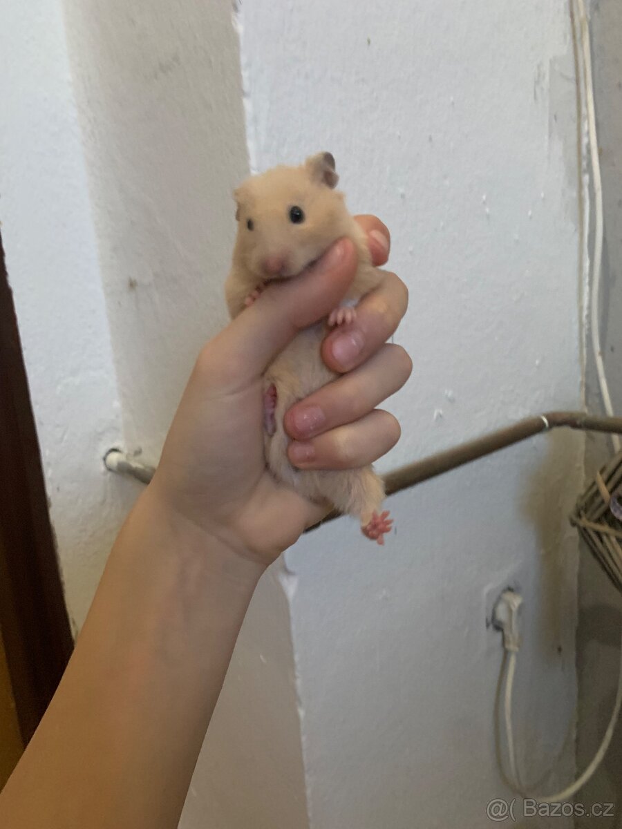 Daruji krecky, morčata, králíka - 4