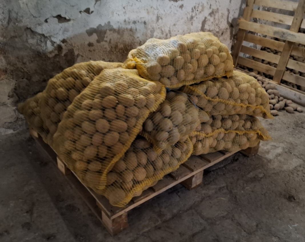 Prodám brambory - 4