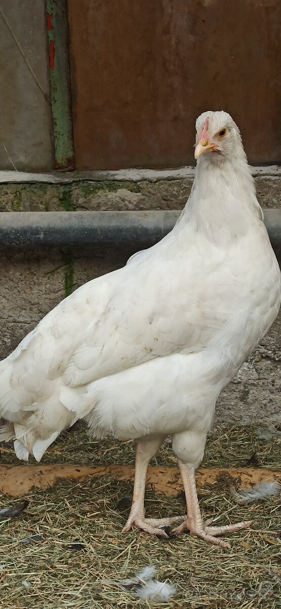 Kohouti, kuřice. - 4