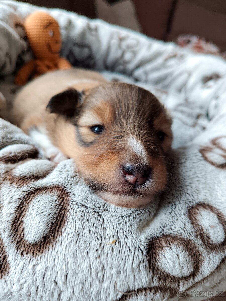 Sheltie - Šeltie - 4