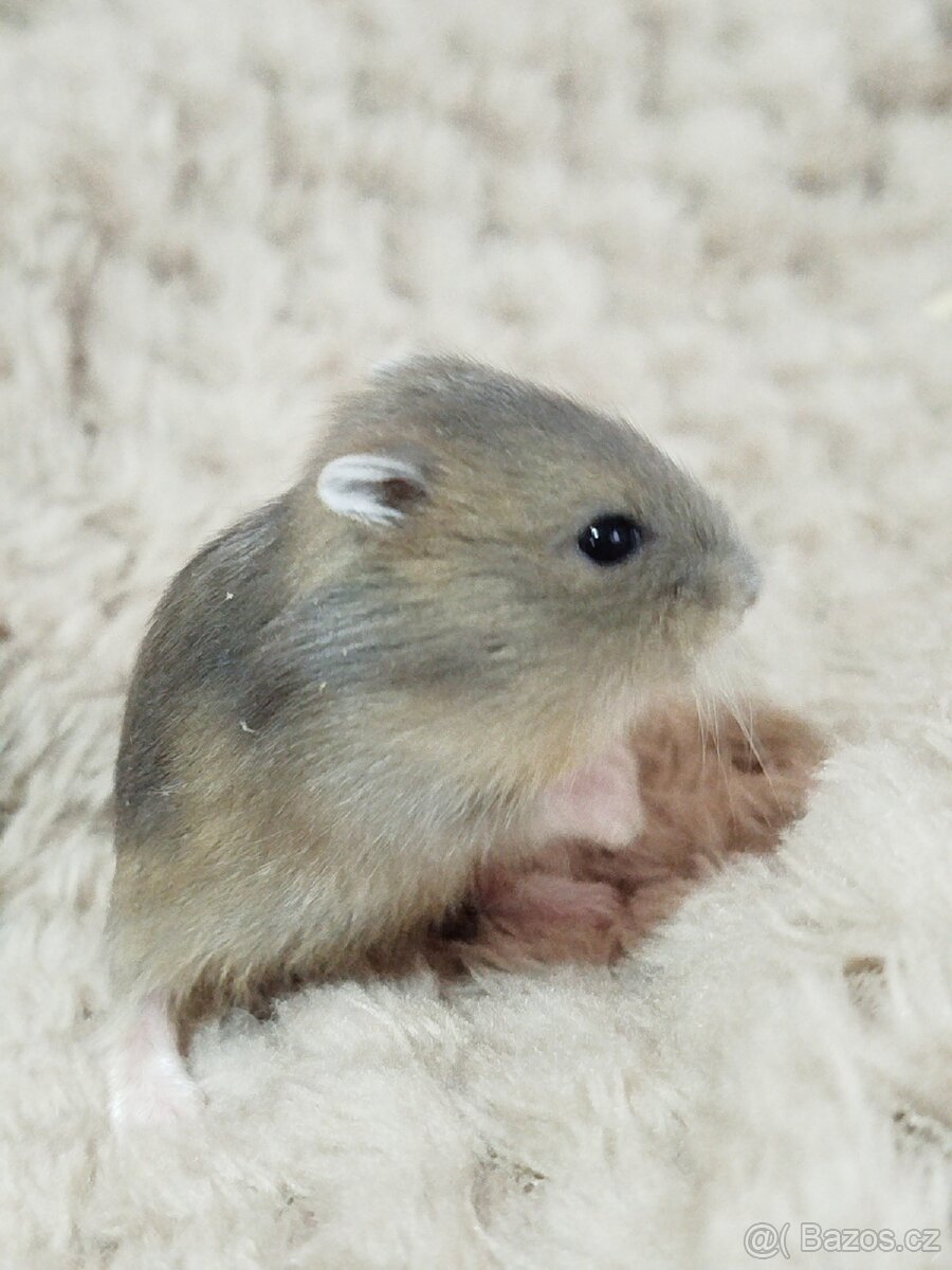 Křeček džungarský sameček - 4