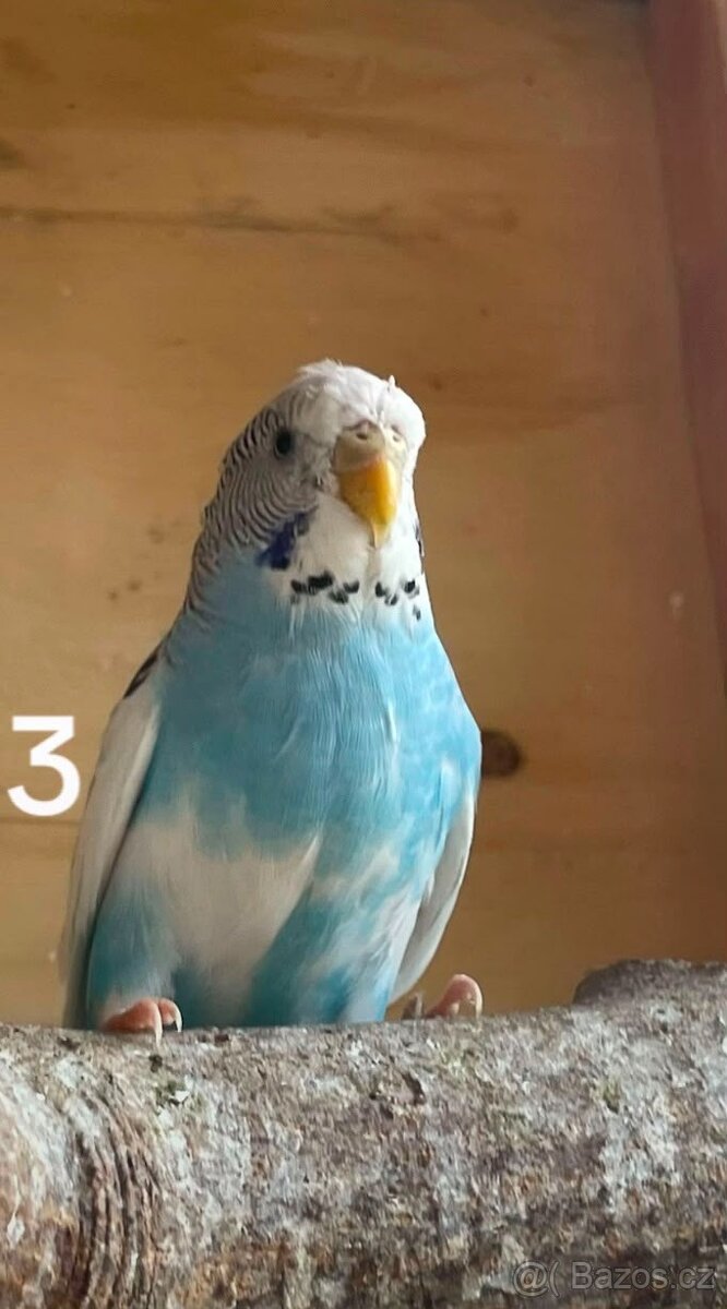 Nabízím - 4