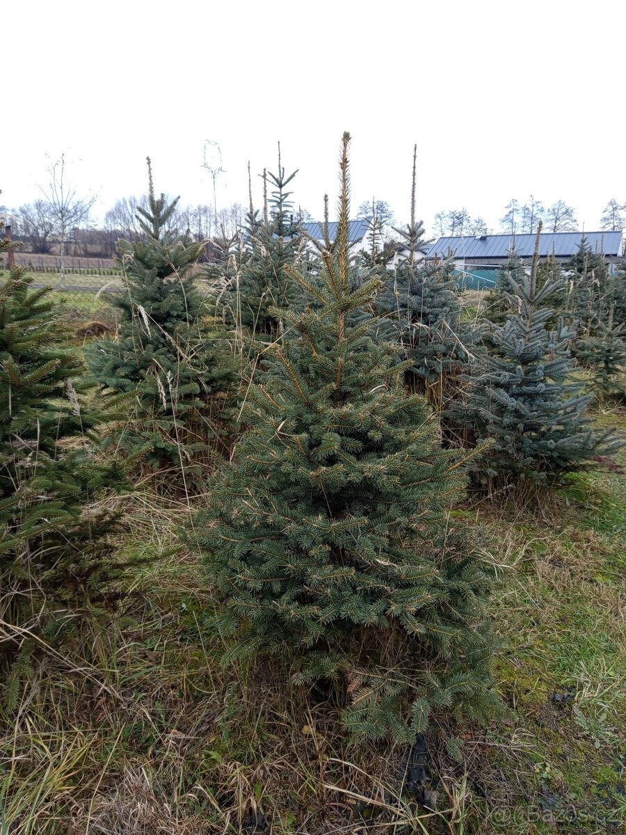 Vánoční stromky jedle smrk stříbrný - 4