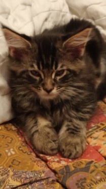 KOŤÁTKA MAINSKÁ MÝVALÍ - 4