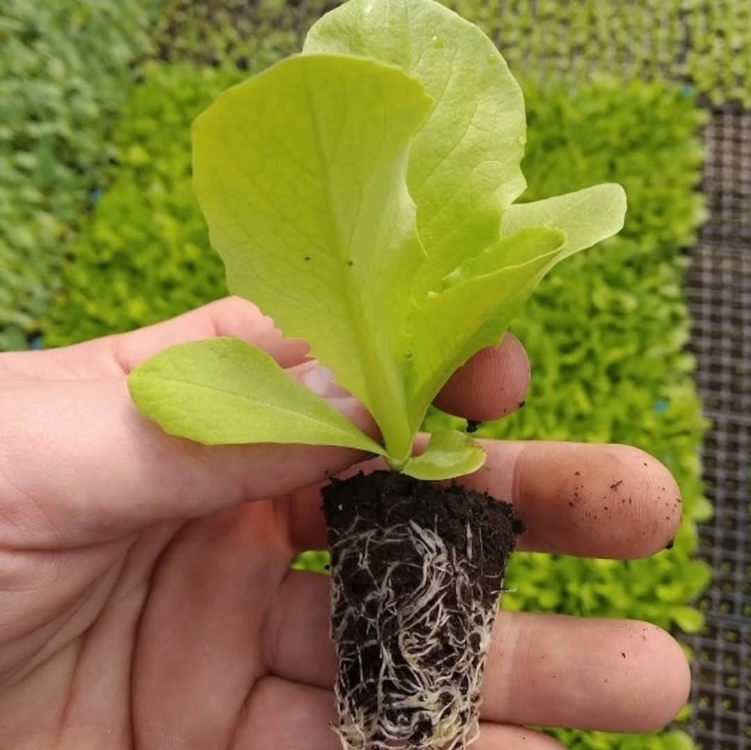 🥬 PRODEJ SAZENIC SALÁTŮ A KEDLUBEN 🥬 - 4