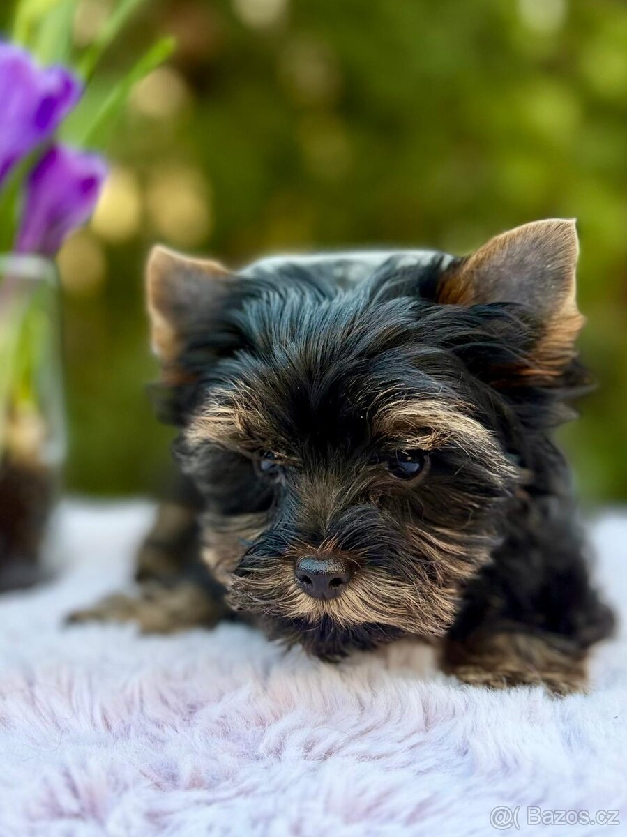 Jorkširský teriér - 4