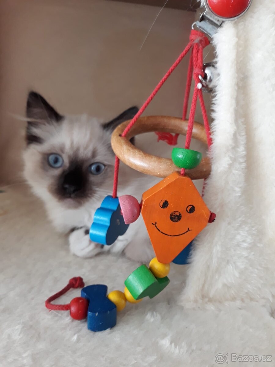 Koťátka Ragdoll s PP - 4