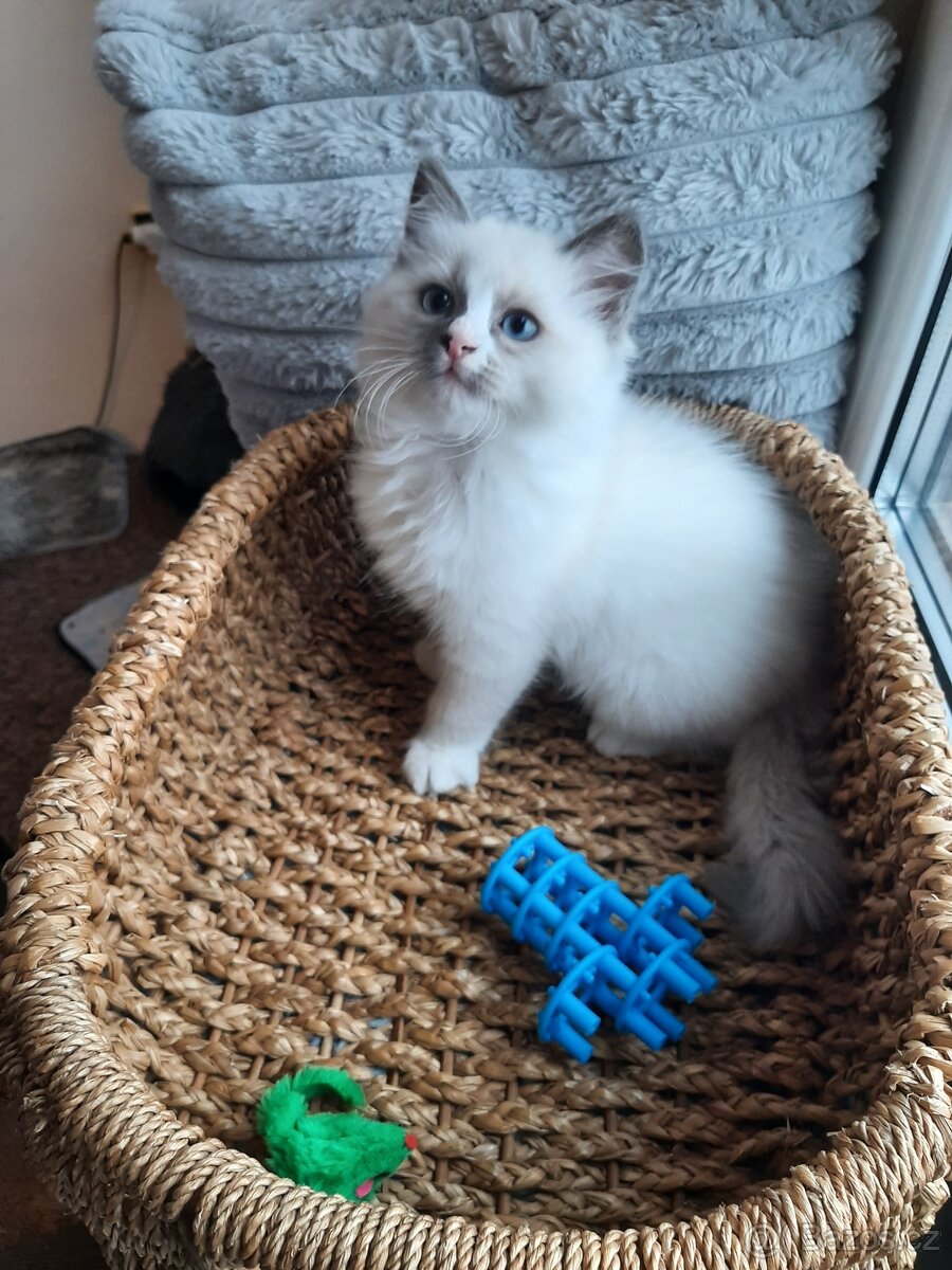 Prodám koťata Ragdoll bez PP - 4