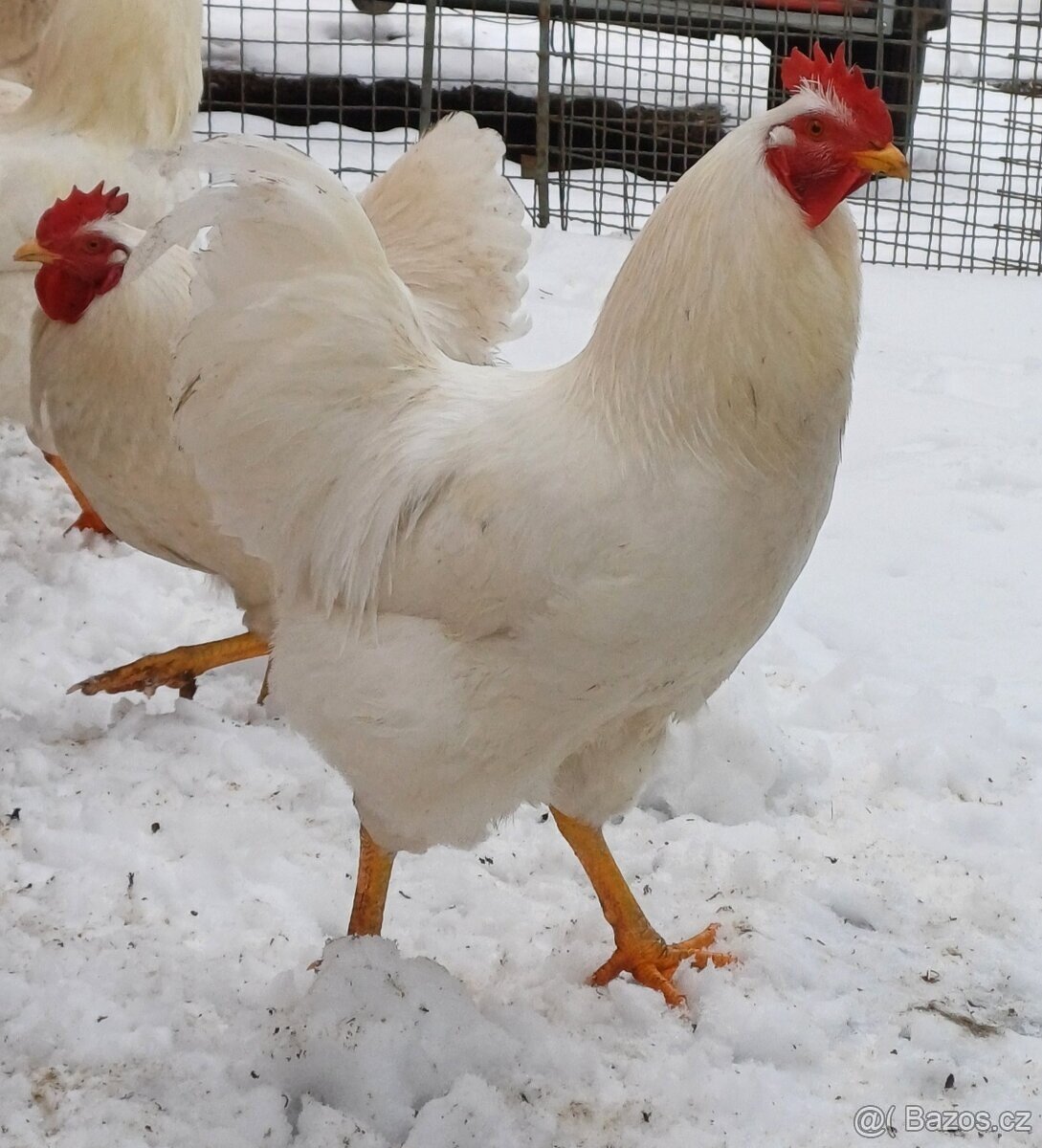 Kohouti - Plymutka bílá velká - prodám, vyměním, koupím - 4