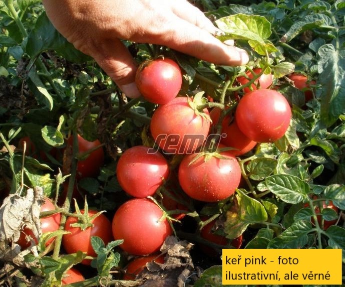 Perma nehybridní semena rajčat - 4