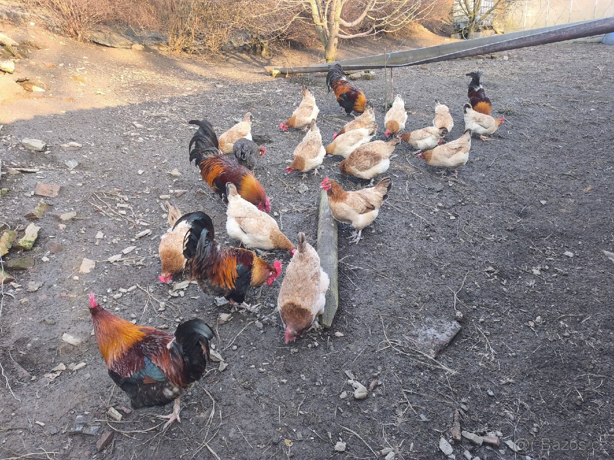 Maranska pšeničná - 4