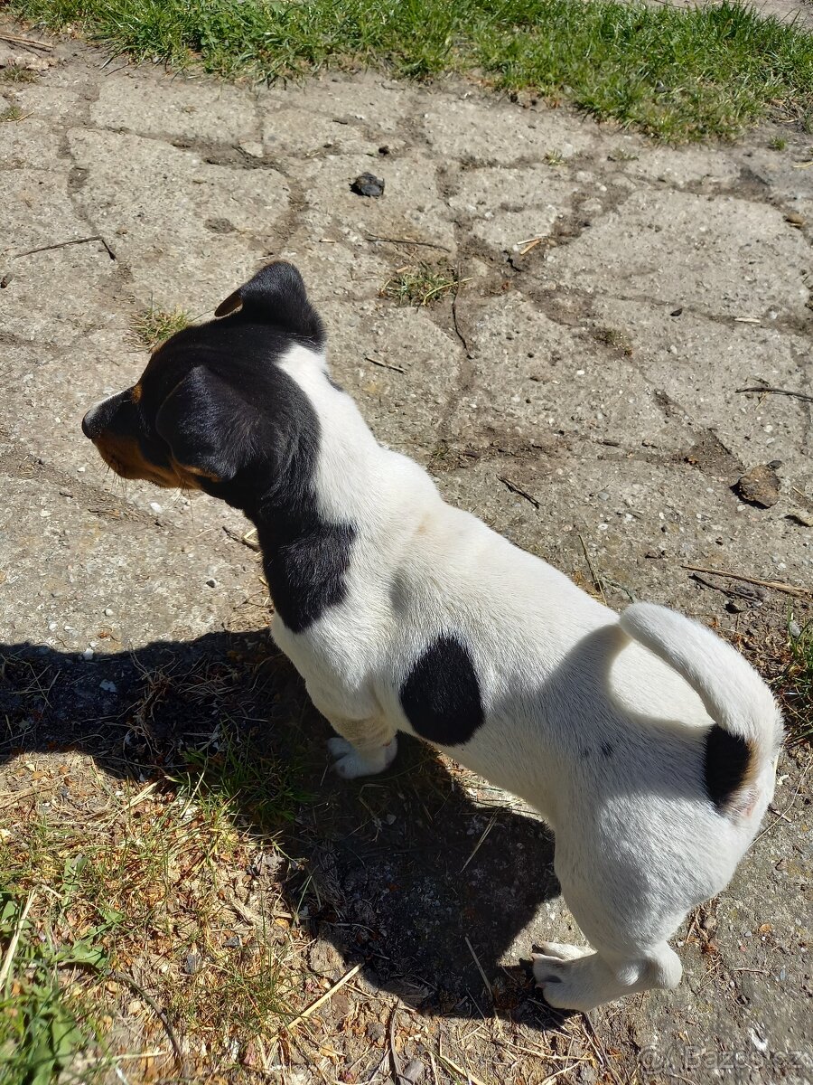 Jack Russell Teriér - 4