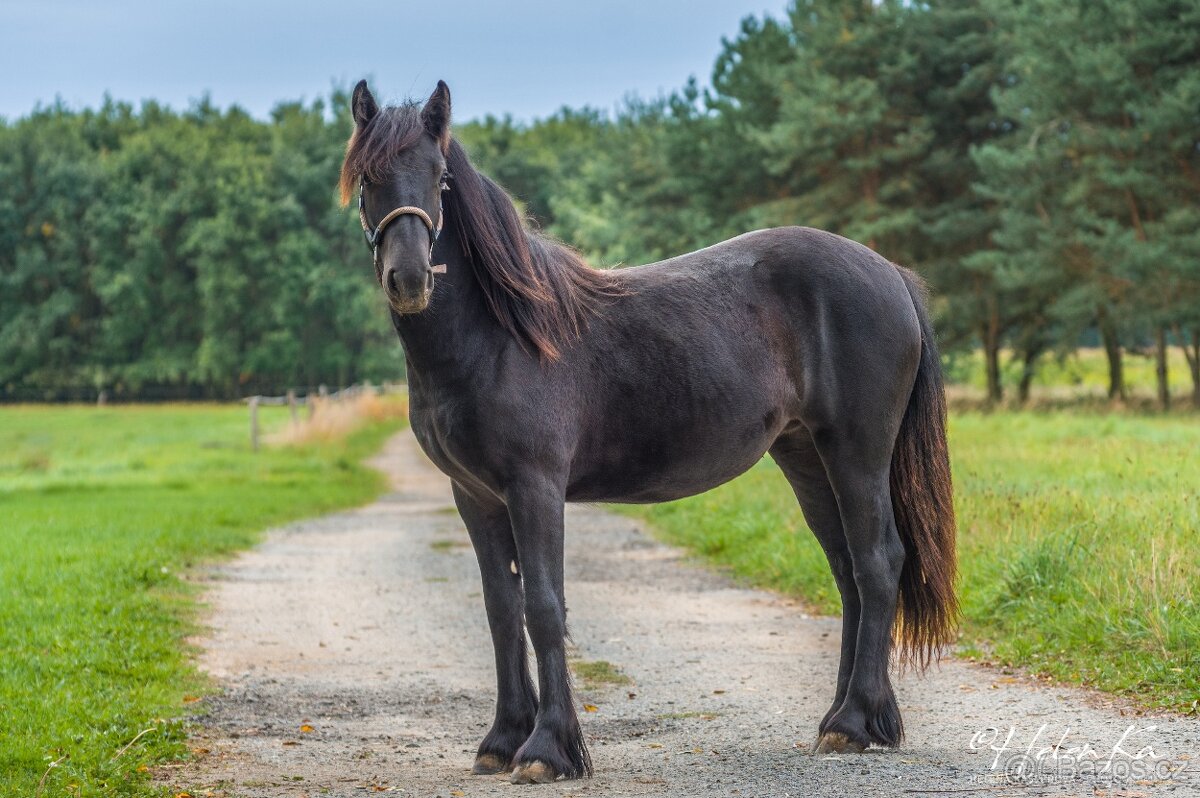 Fell Pony, klisnička 4/2024 - 4
