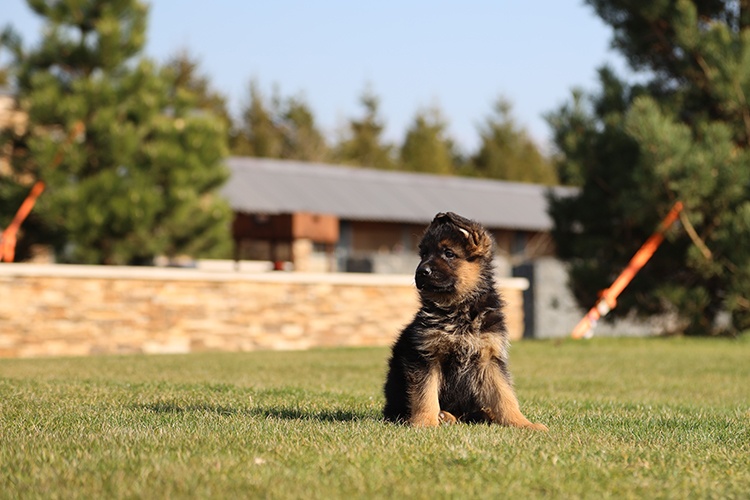 Německý ovčák štěňata - 4