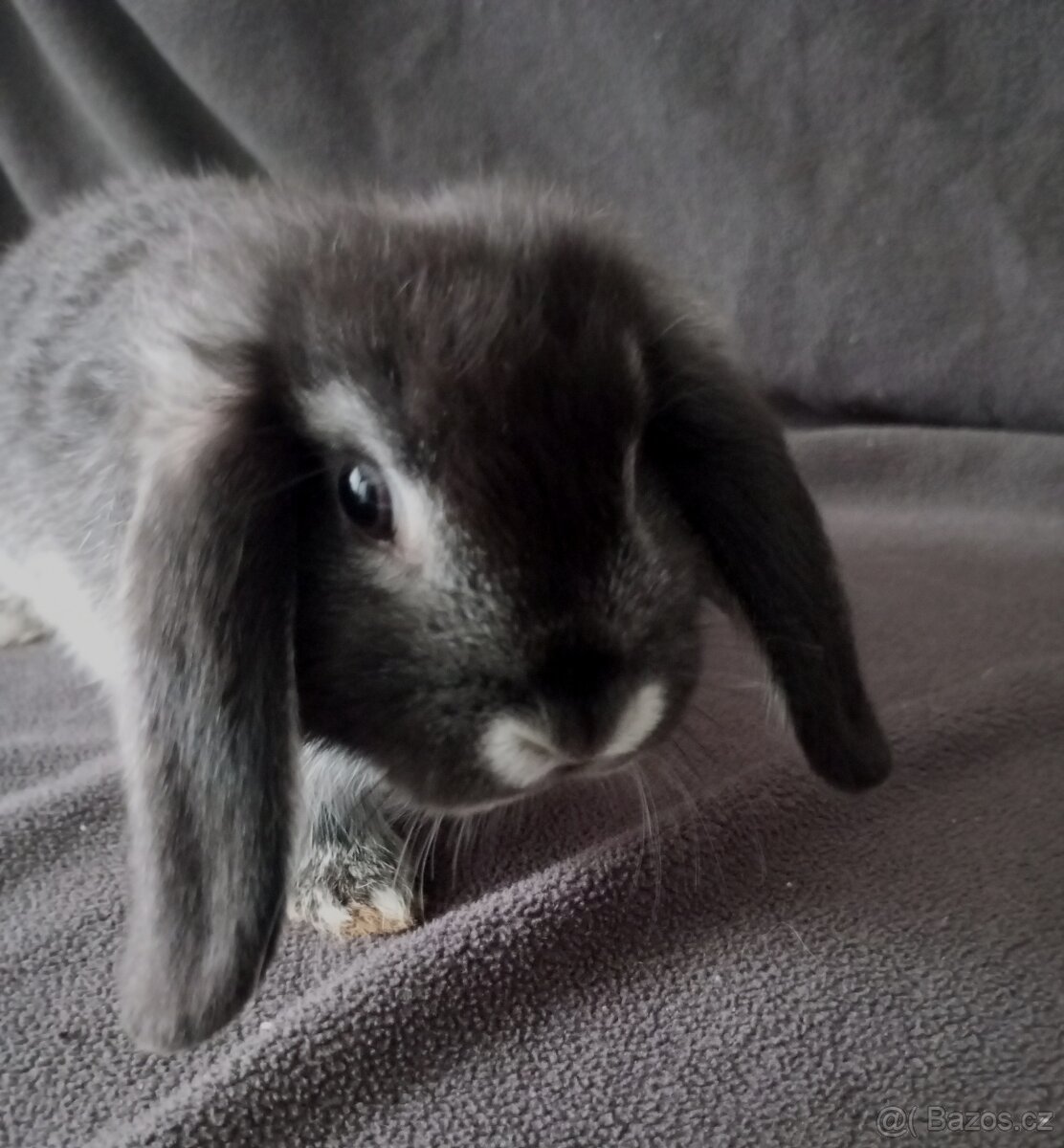 Zakrslý beránek králíček - 4
