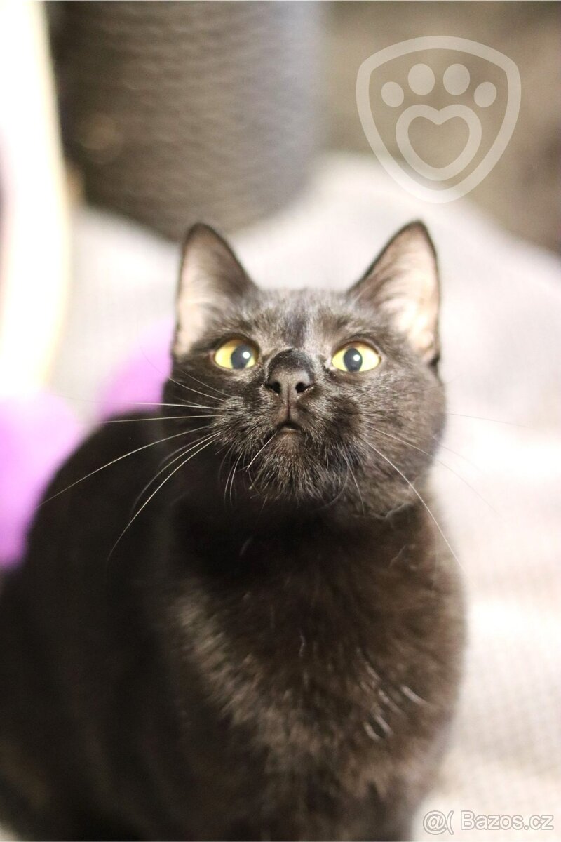 Bubli ❤ tulivá kočičí kráska ❤ - 4