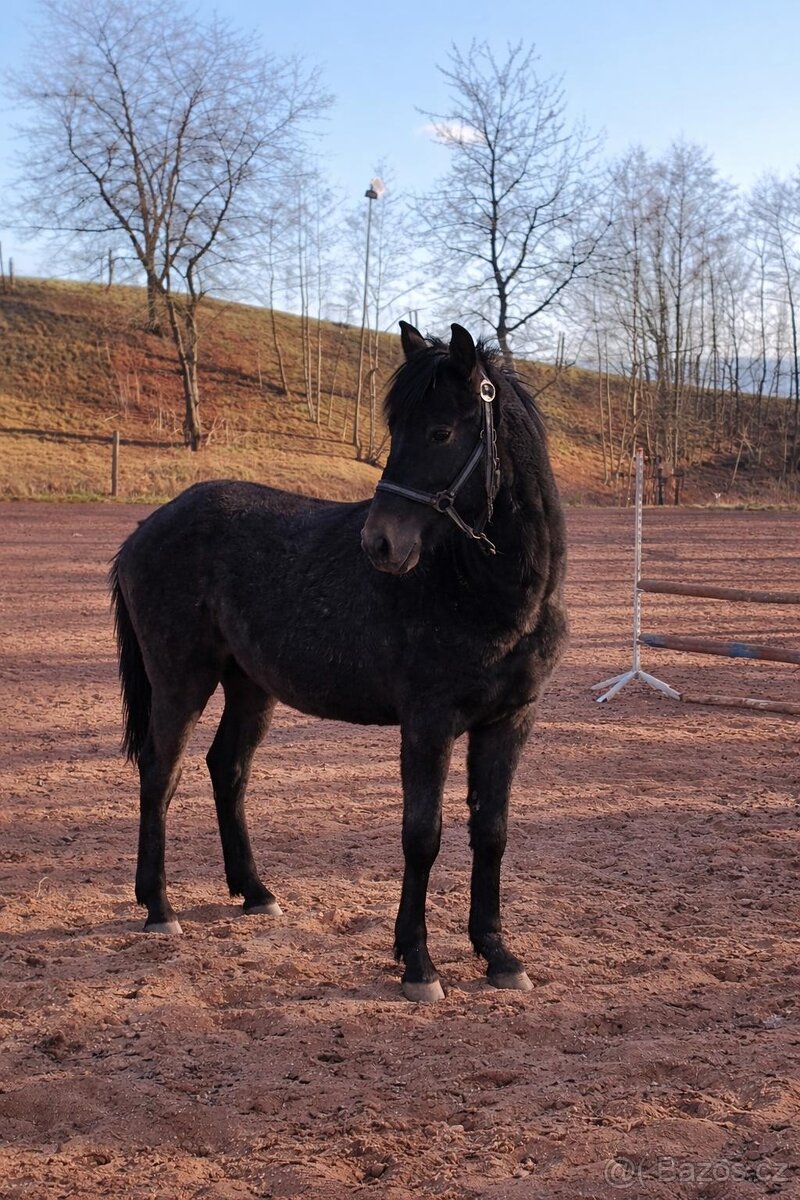 Pony ČSP - 4