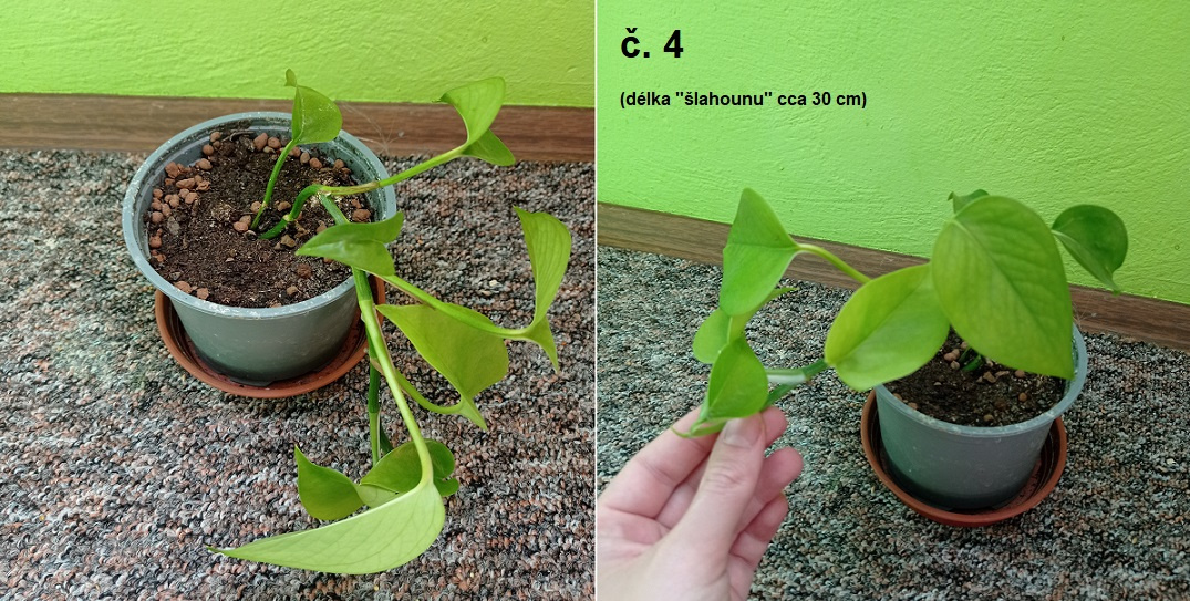 Pokojové rostliny (různé) - 4