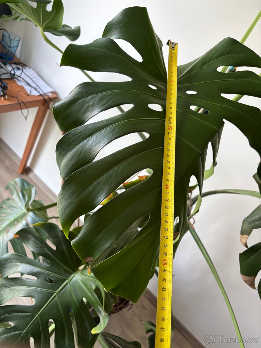 Monstera - 4