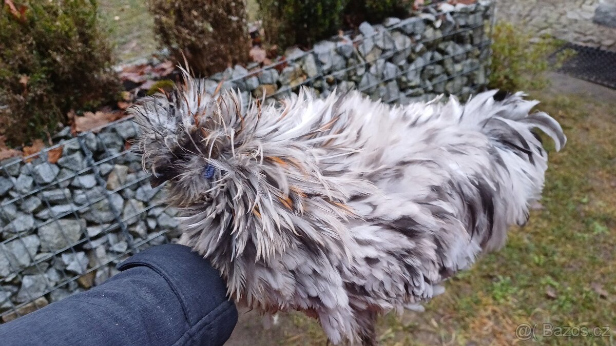 Hedvábnička kohout - 4