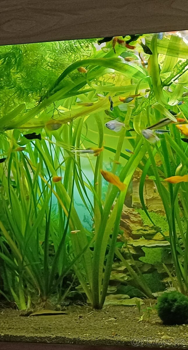 Akvarijní rostliny - 4