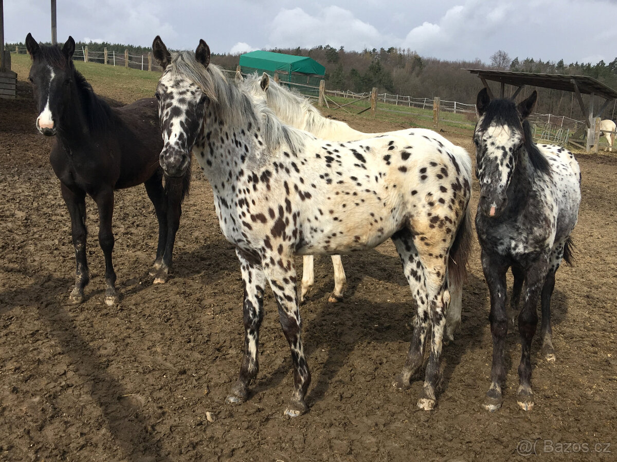 Appaloosa - 4
