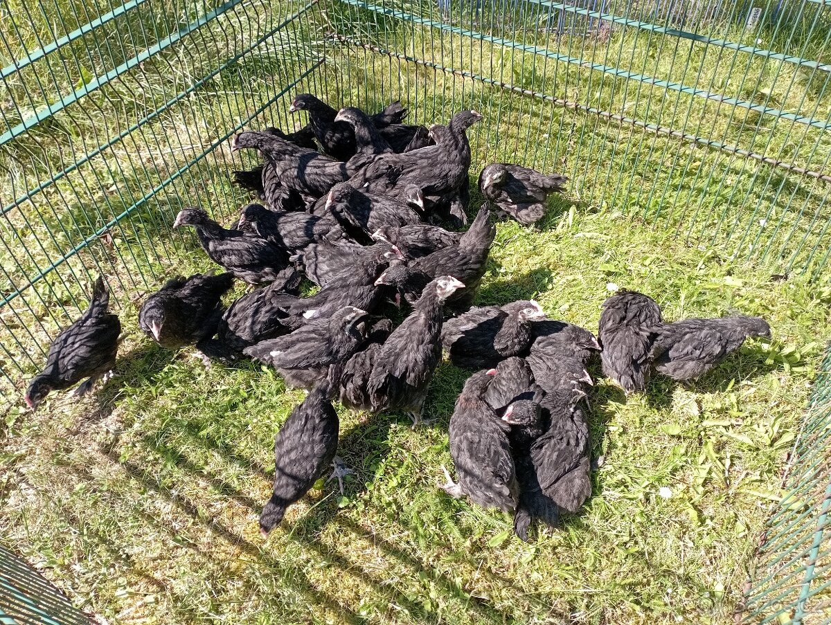 Nasadova vejce marans Brno - 4