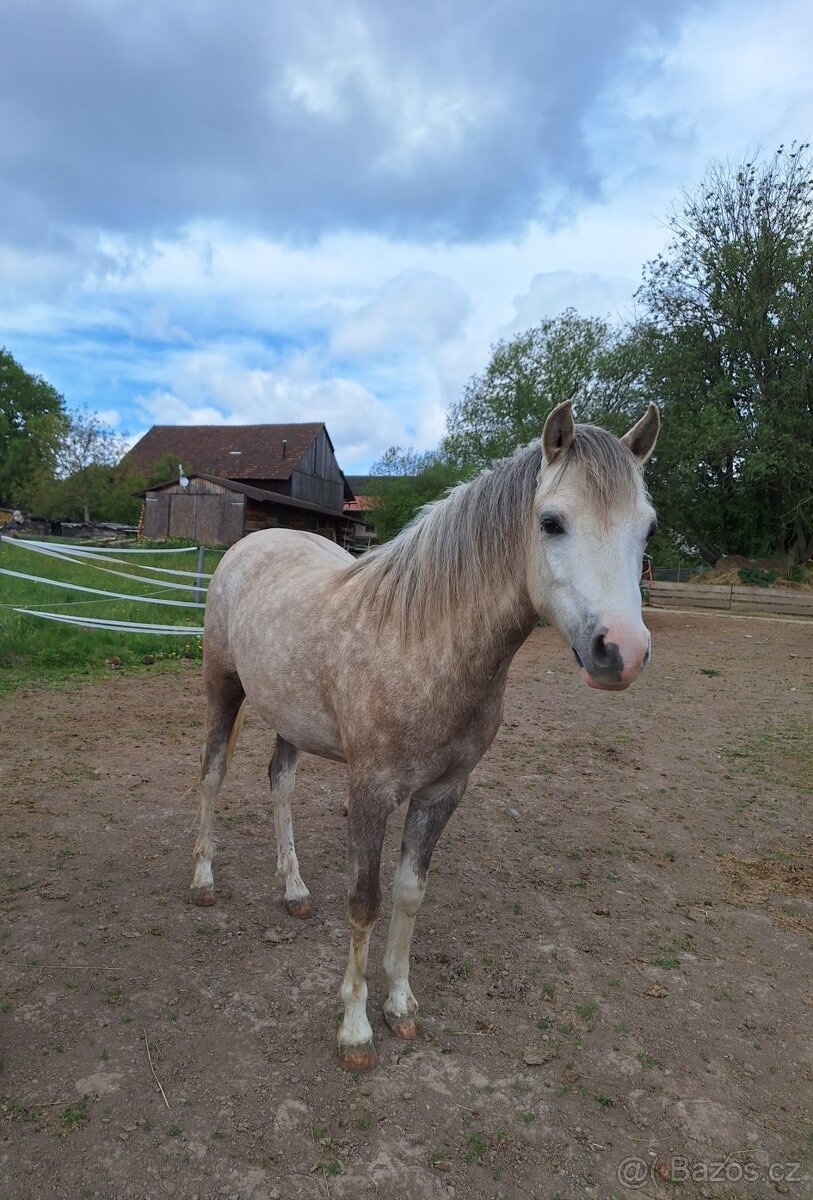2 letý valášek welsh pony - 4