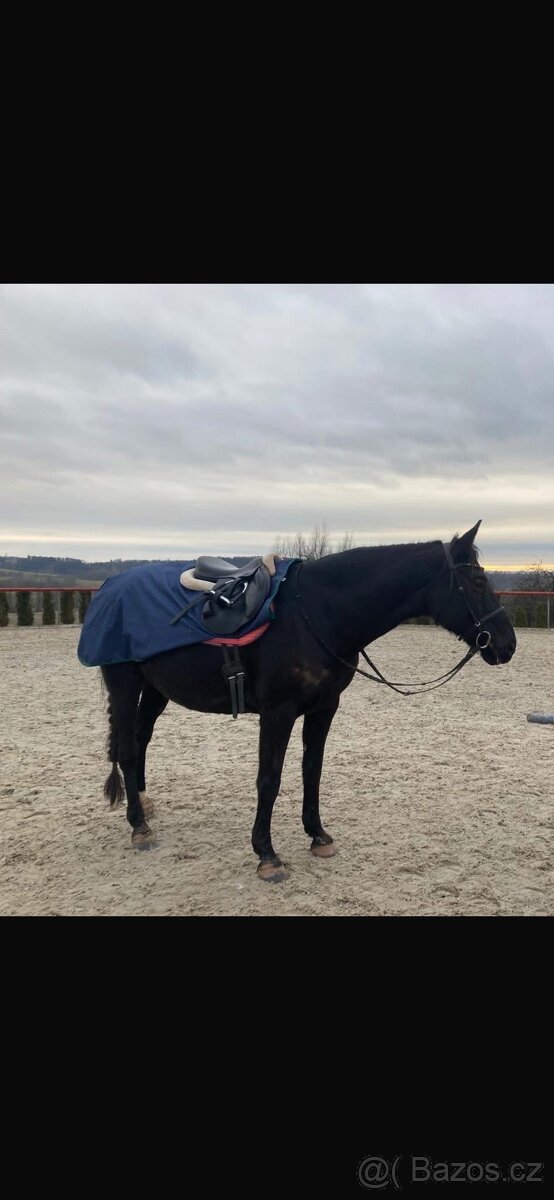 13letý Valach na prodej - 4